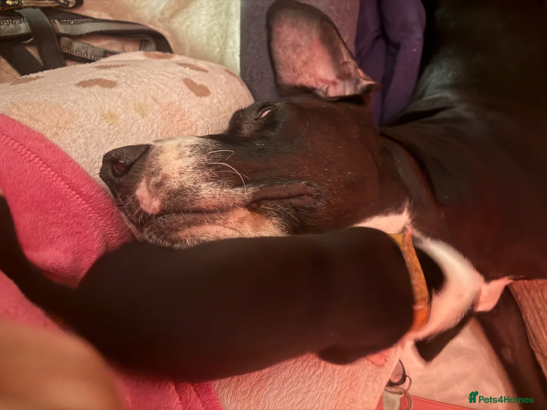 Great Dane dogs for sale: Stunning pure bred Great Dane puppies in St. Ives - Advert 30