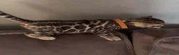 Bengal cats for sale: Beautiful Pedigree Bengal kittens for sale  - Advert 21