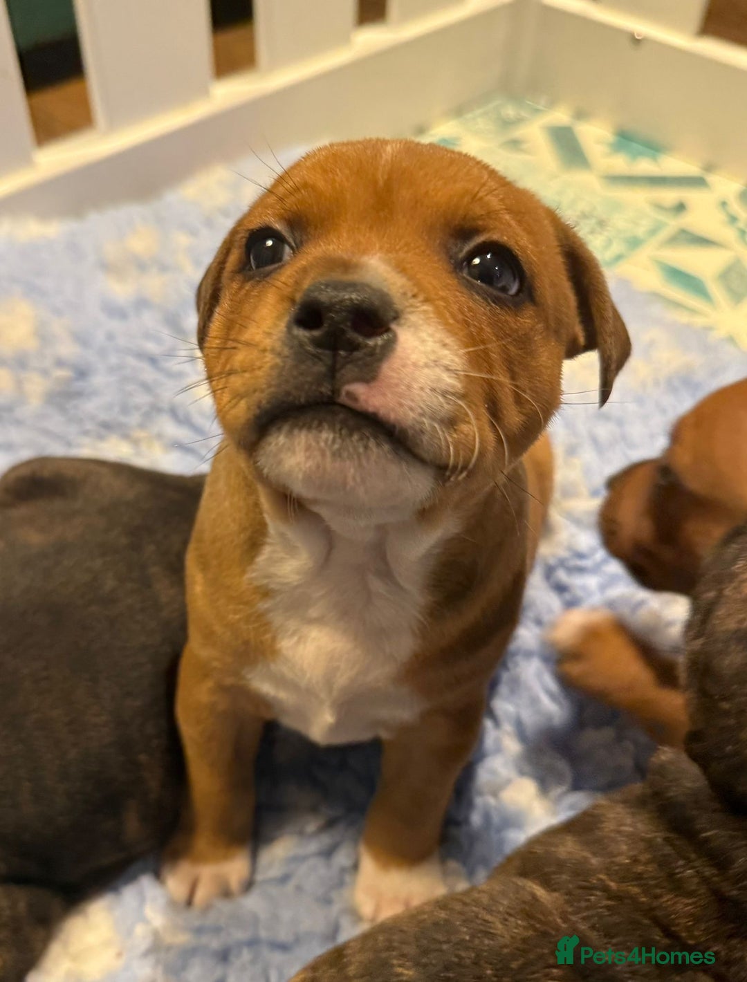 Staffordshire Bull Terrier dogs for sale: Beautiful Staffordshire Bull Terrier Boys ✨ - Advert 1