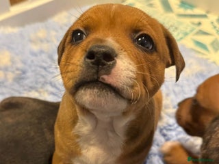 Staffordshire Bull Terrier dogs - Advert 12