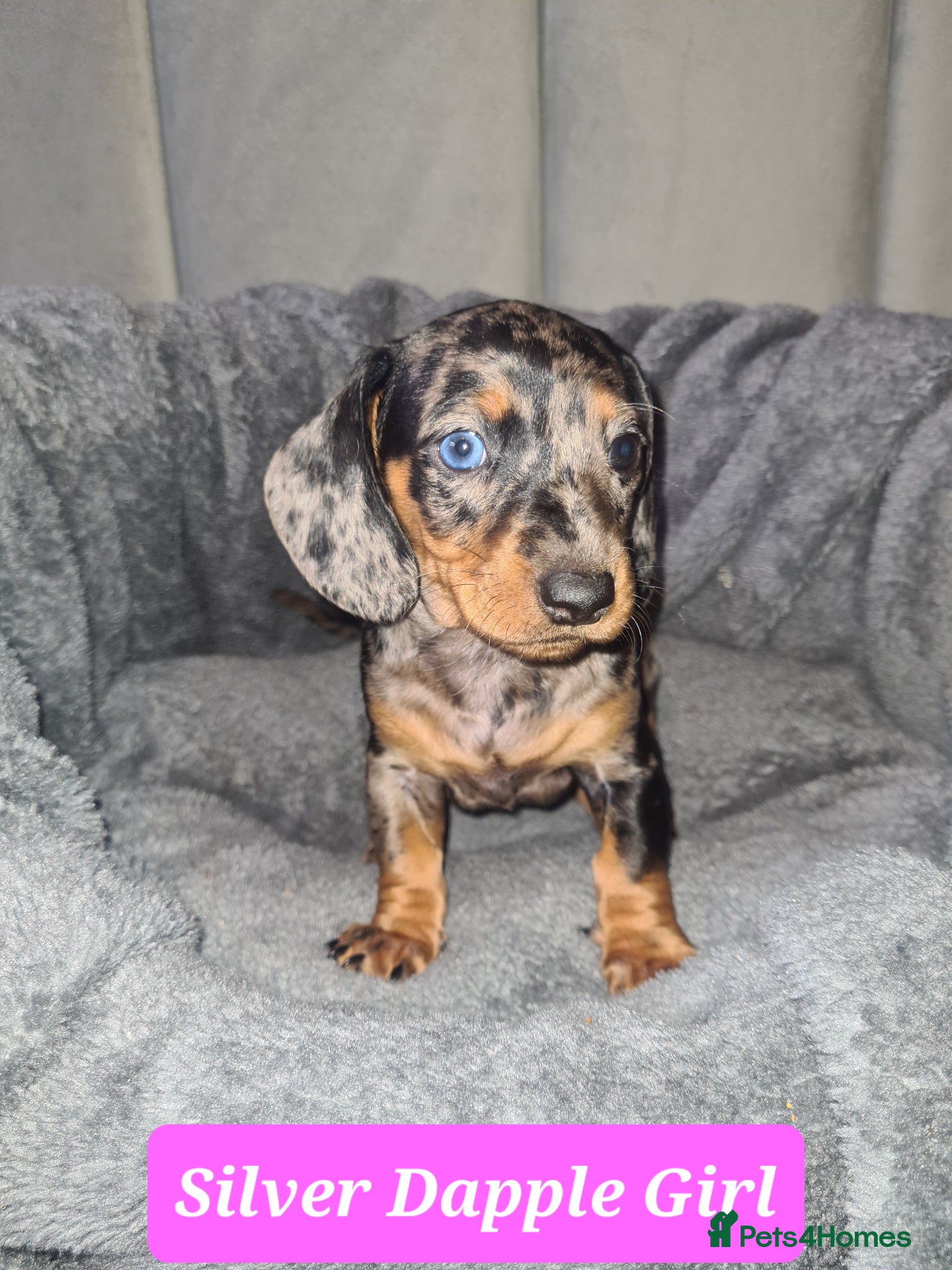 Dachshund dogs 1 Stunning Dachshund Pup - Advert 15