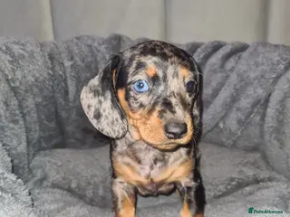 Dachshund dogs 1 Stunning Dachshund Pup - Advert 15