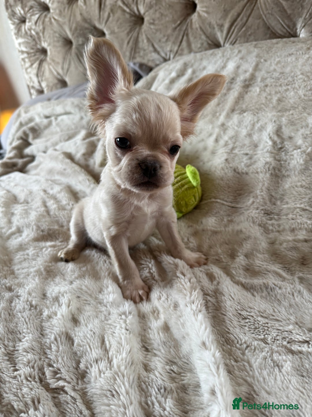 French Bulldog dogs for sale: Stunning Fluffy French bulldog puppies - Advert 2