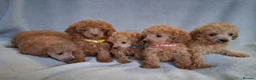 Toy Poodle dogs for sale: BEAUTIFUL LITTER OF POODLES in Sunderland - Advert 2