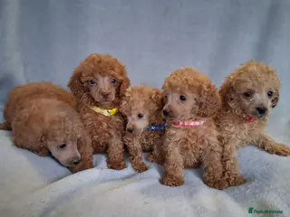 Toy Poodle dogs BEAUTIFUL LITTER OF POODLES - Advert 14