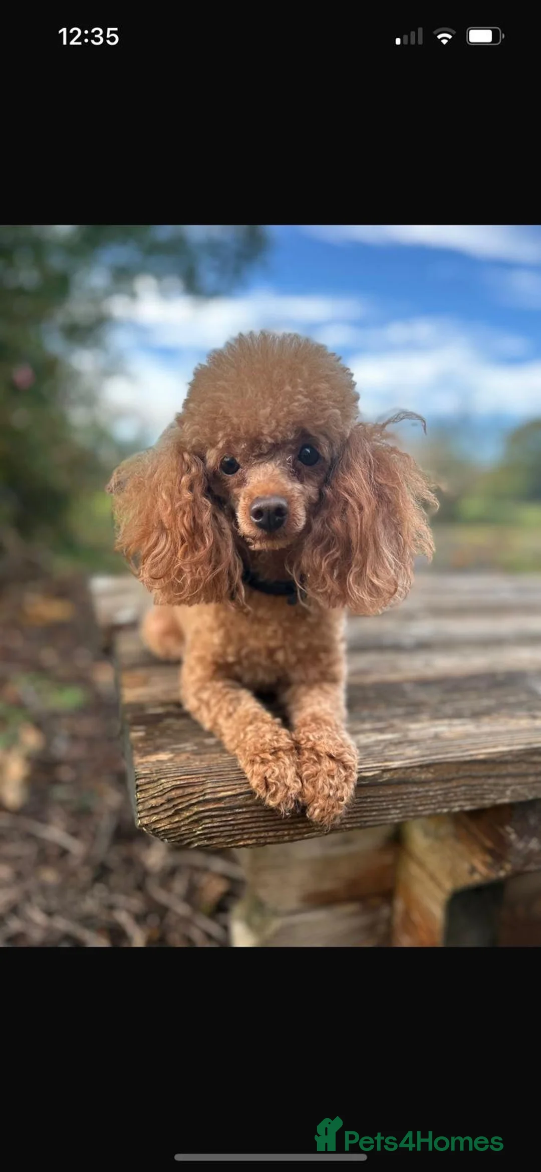 Toy Poodle dogs for sale: Deep Red KC Reg. PRA clear Female Toy Poodle Puppy - Advert 4