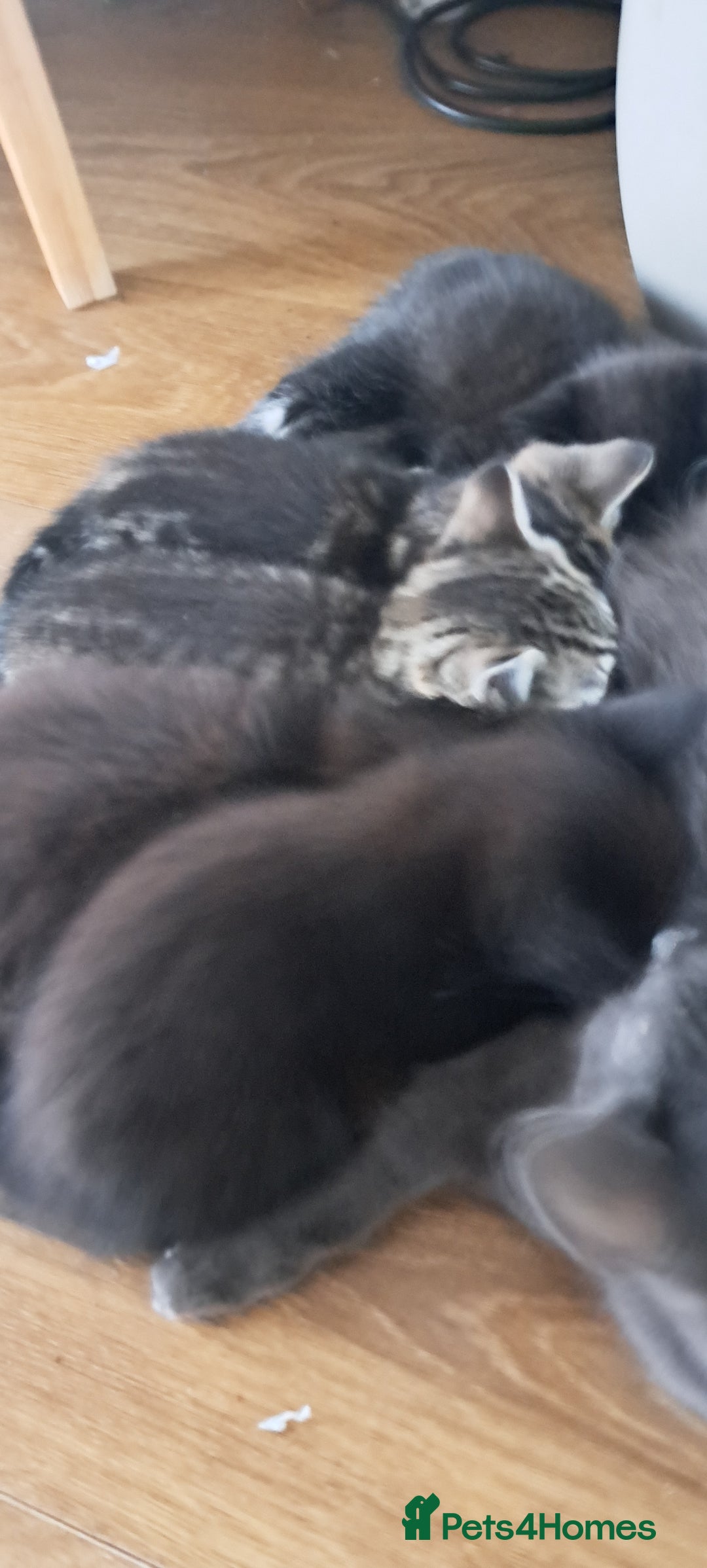 Mixed Breed cats for sale: Gorgeous Cross Kittens 🌟 - Advert 3