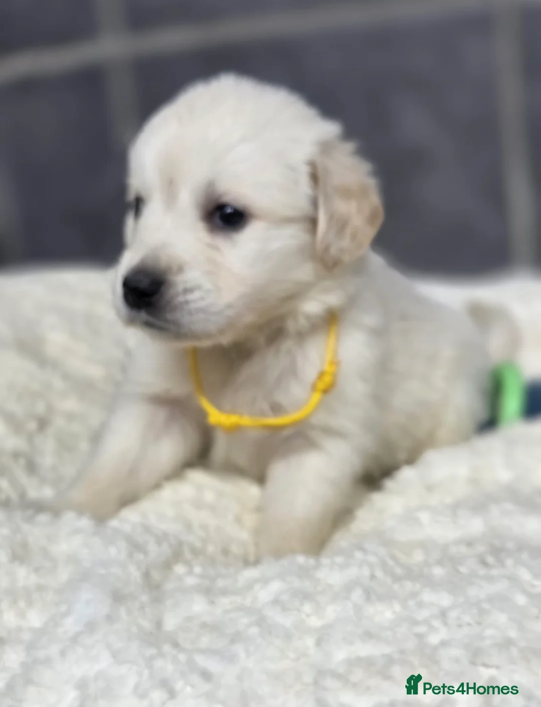 Golden Retriever dogs for sale: Beautiful kc golden retriever pups - Advert 14