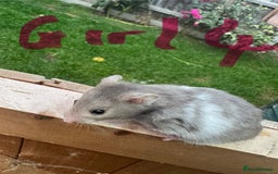Hamster rodents for sale: Baby syrian hamsters males and females - Image 24