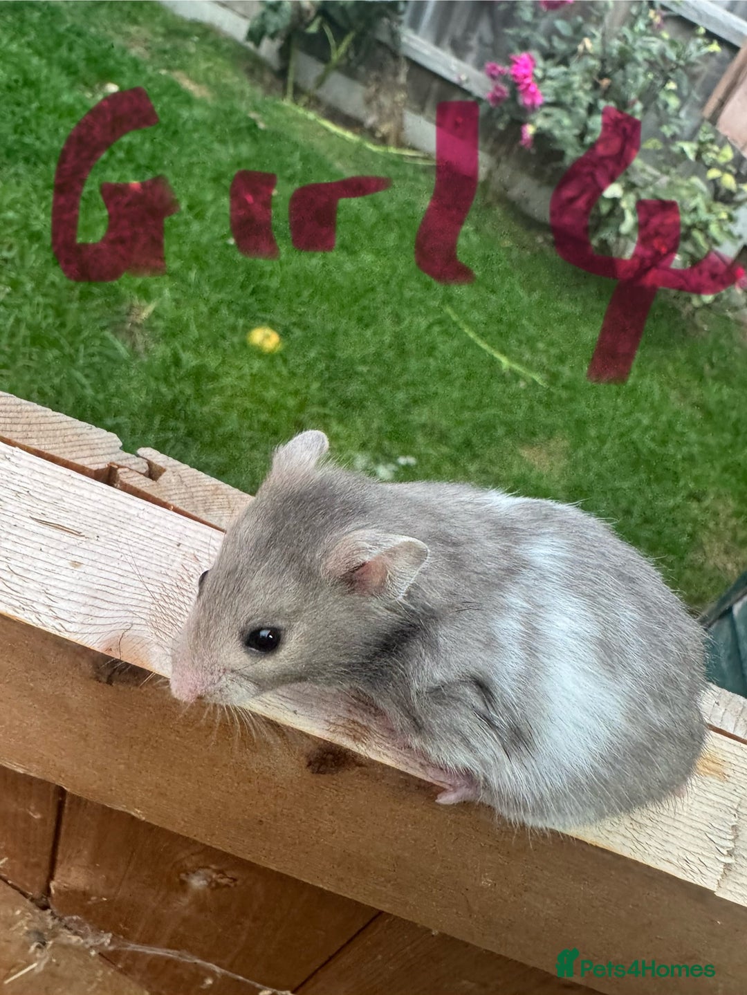 Hamster rodents for sale: Baby syrian hamsters males and females - Image 24