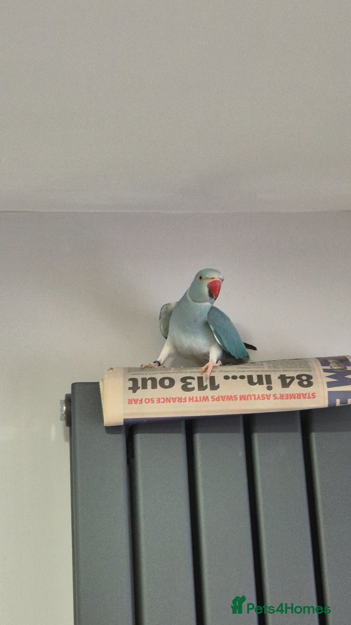 Ringnecks birds Blue indian ringneck parrot - Advert 17