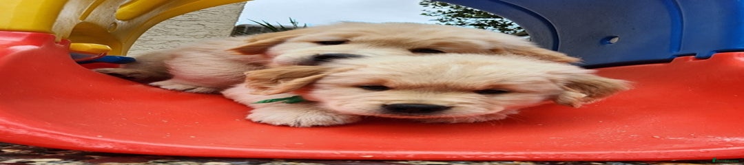 Golden Retriever Puppy 8