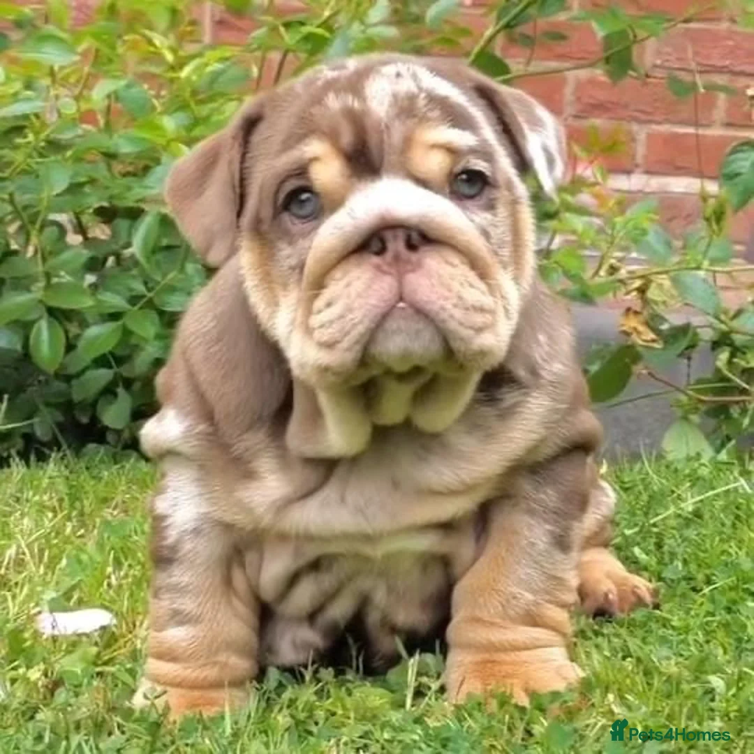 English Bulldog dogs for stud: Proven English bulldog Stud - Don Truffle - Advert 12