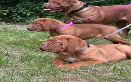 Dogue De Bordeaux dogs for sale: French mastiff pups  - Image 4