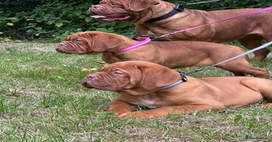 Dogue De Bordeaux dogs - Advert 5