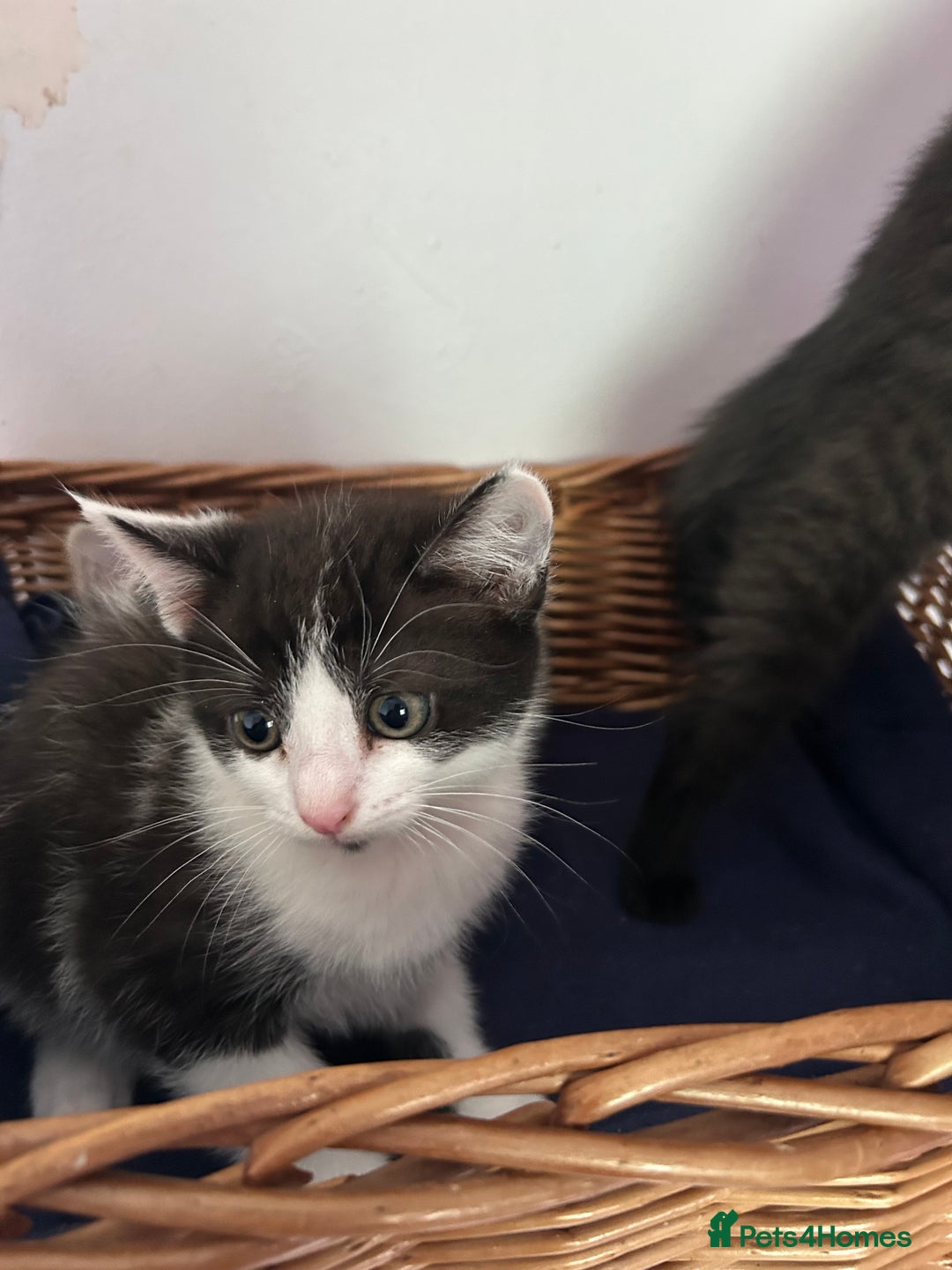 Mixed Breed cats for sale: Mixed Breed Kittens available - Image 3