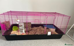 Guinea Pig rodents for sale: Female guinea pigs ( bonded)  - Image 2