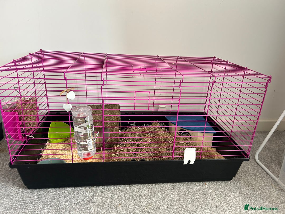 Guinea Pig rodents for sale: Female guinea pigs ( bonded)  - Image 2