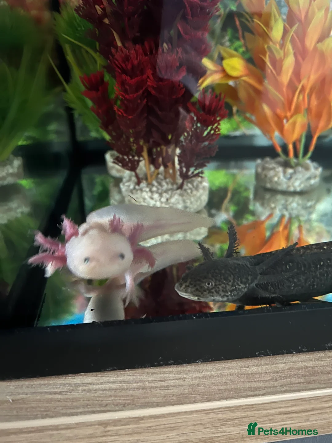 Axolotl reptiles for sale: Axolotl Eggs  in Northwich - Advert 2