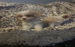 Mixed Breed dogs for sale: Chorkie-apso puppies  - Image 3