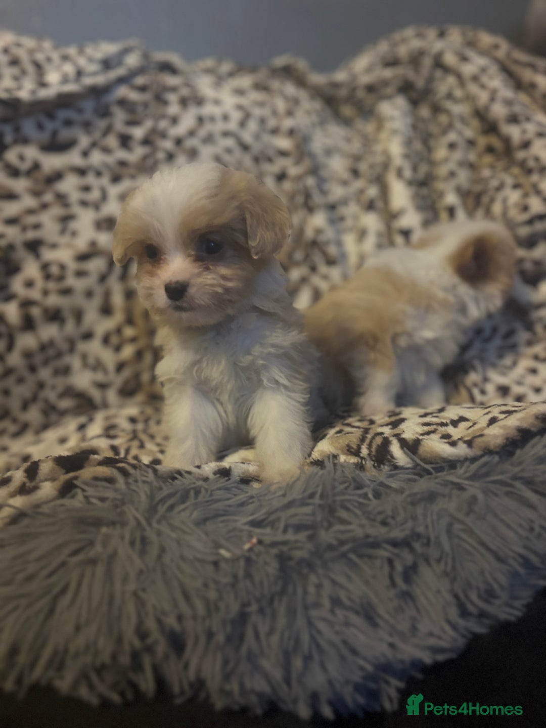 Mixed Breed dogs for sale: Chorkie-apso puppies  - Image 3