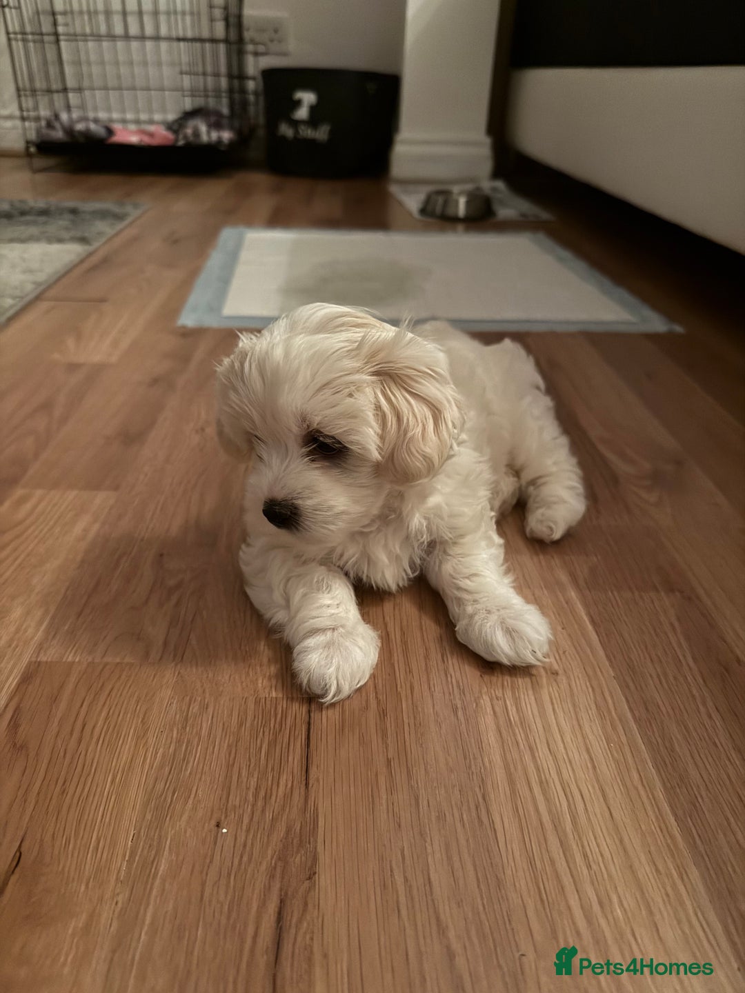 Maltese dogs for sale: pure maltese little girl - Advert 3