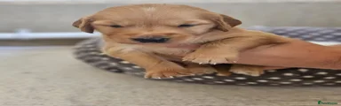 Golden Retriever 5 - Blue
