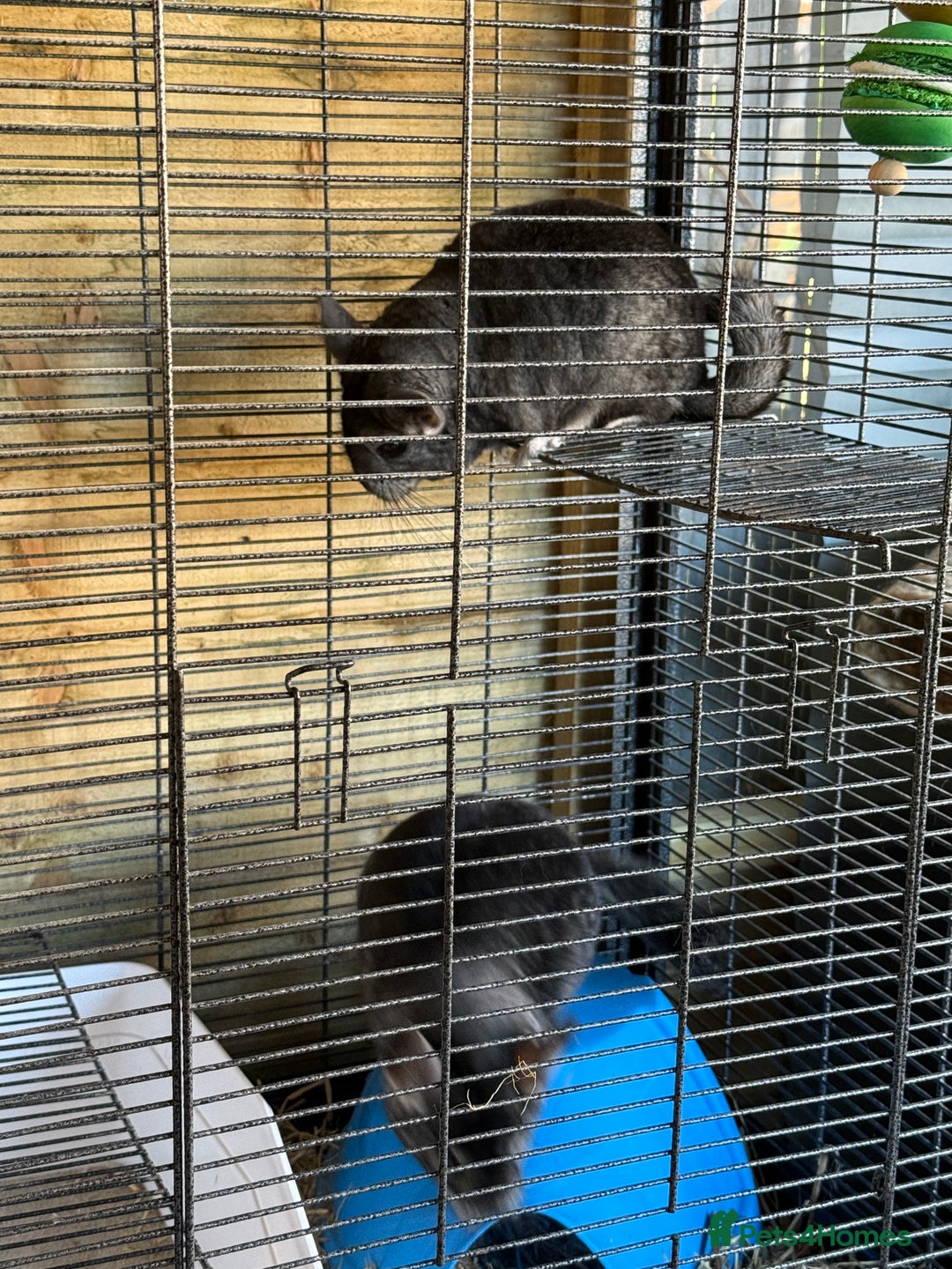 Chinchilla rodents for sale: x2 chinchillas  - Image 3