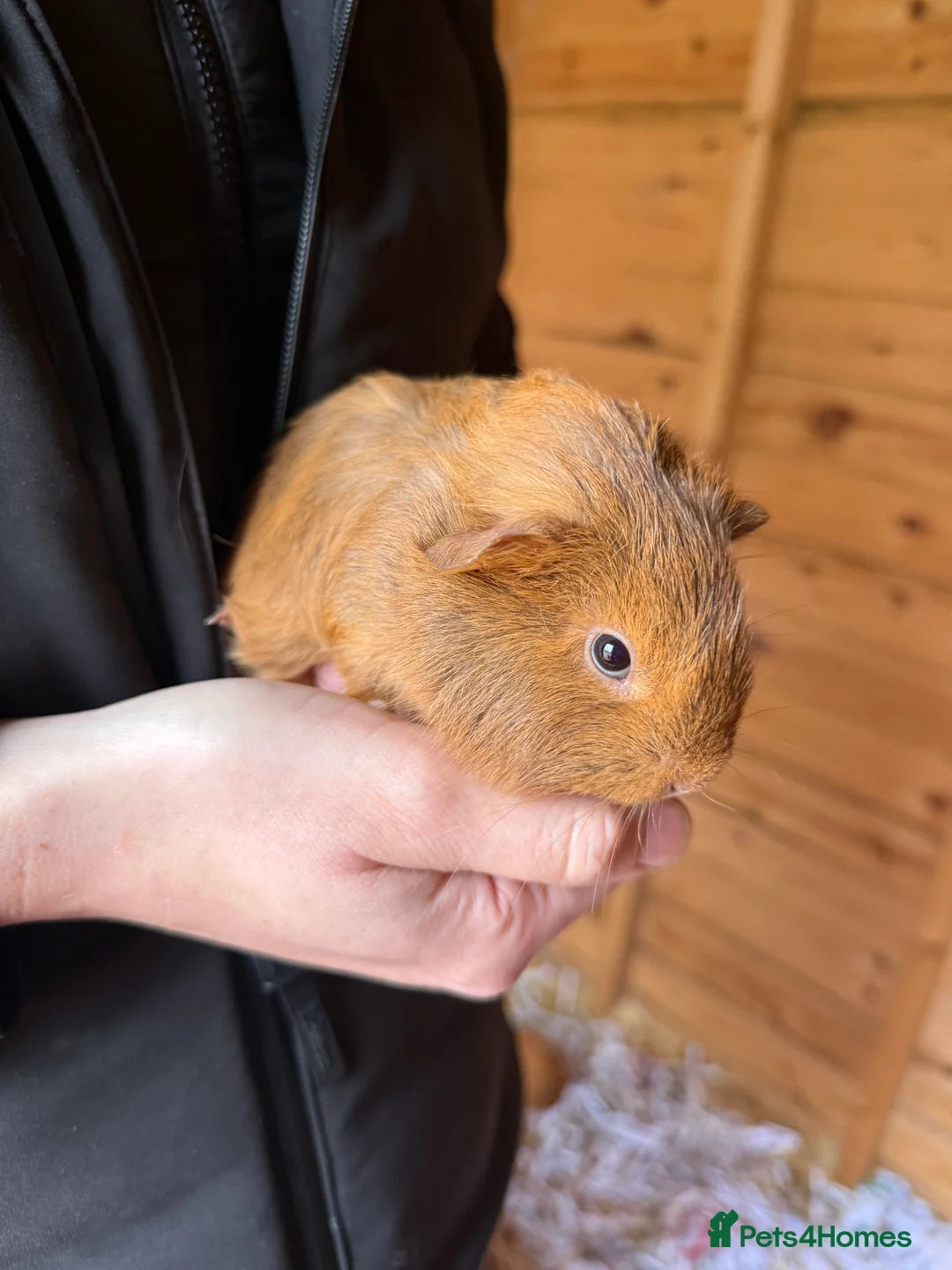 Guinea Pig rodents for sale: Baby Guinea Pigs - Advert 7