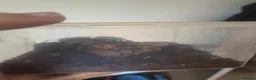 Tarantulas invertebrates for sale: Grammostola pulchra  - Advert 5