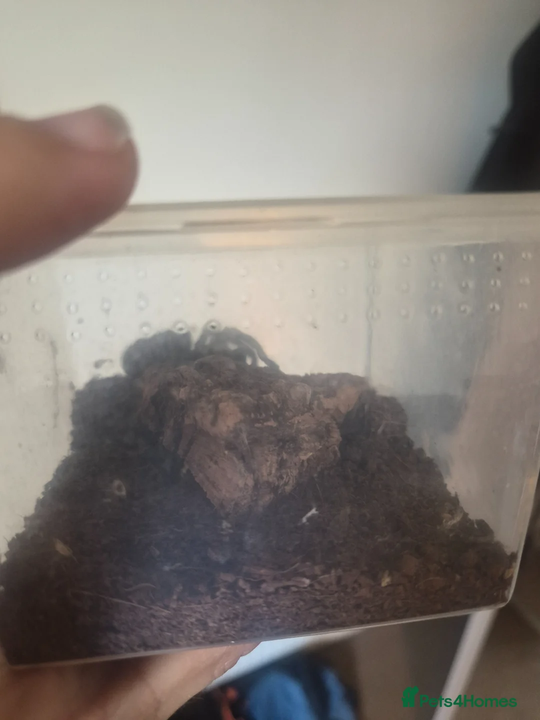 Tarantulas invertebrates for sale: Grammostola pulchra  - Advert 5
