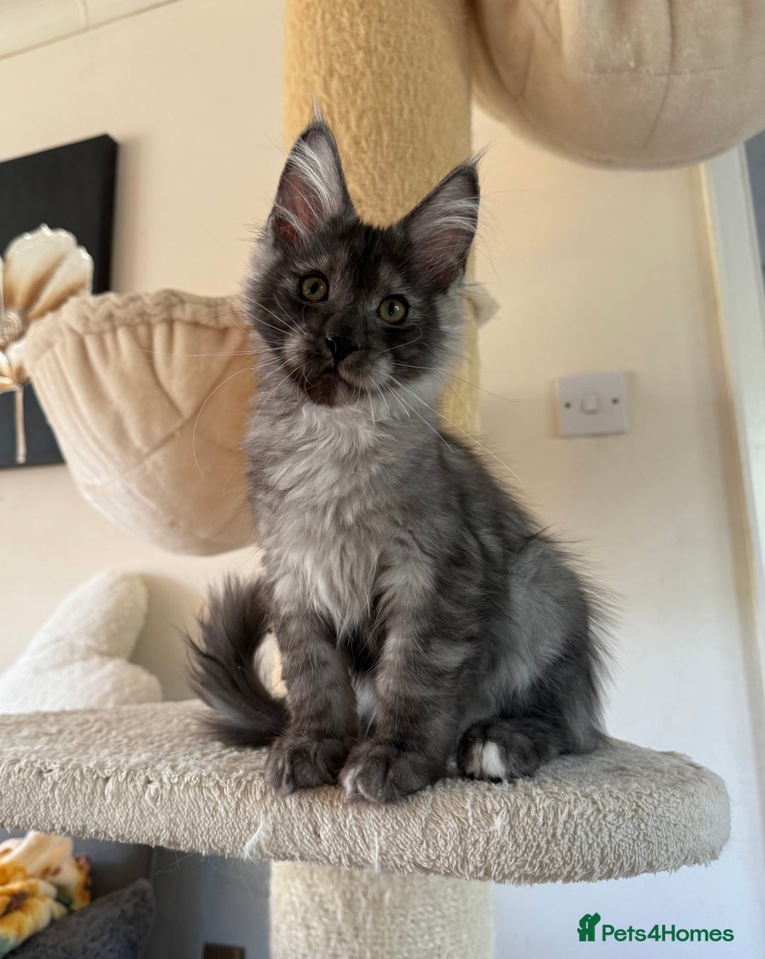 Maine Coon cats for sale: Pedigree ”TICA” kittens  - Image 5