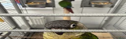 Parrots birds for sale:  Green-cheeked Conure parrot (Pyrrhura molinae)  in Cwmbran - Advert 3