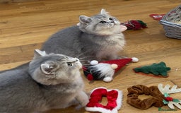 British Shorthair cats for sale: 3 GCCF British Shorthair Kittens– Champion Lines - Advert 3