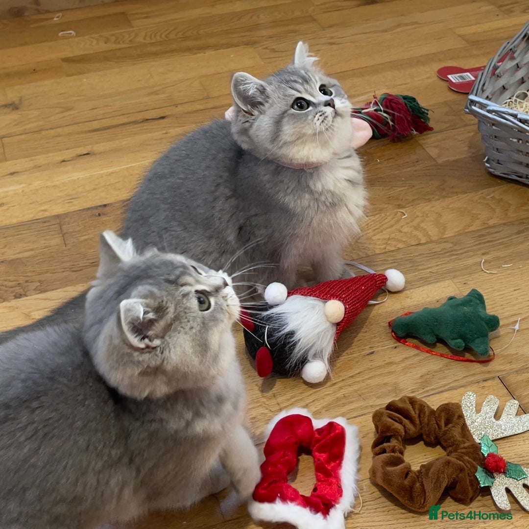 British Shorthair cats for sale: 3 GCCF British Shorthair Kittens– Champion Lines - Advert 3