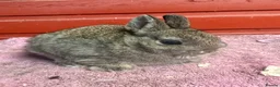 Netherland Dwarf rabbits for sale: Young Netherland Dwarfs - Advert 5