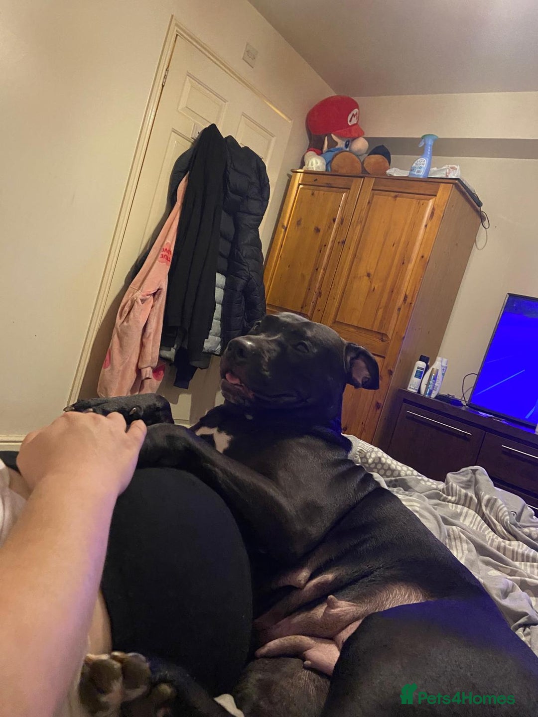 Mixed Breed dogs for sale: Puppies for sale  - Advert 5