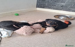 Rottweiler dogs for sale: Rottweiler puppies - Image 2