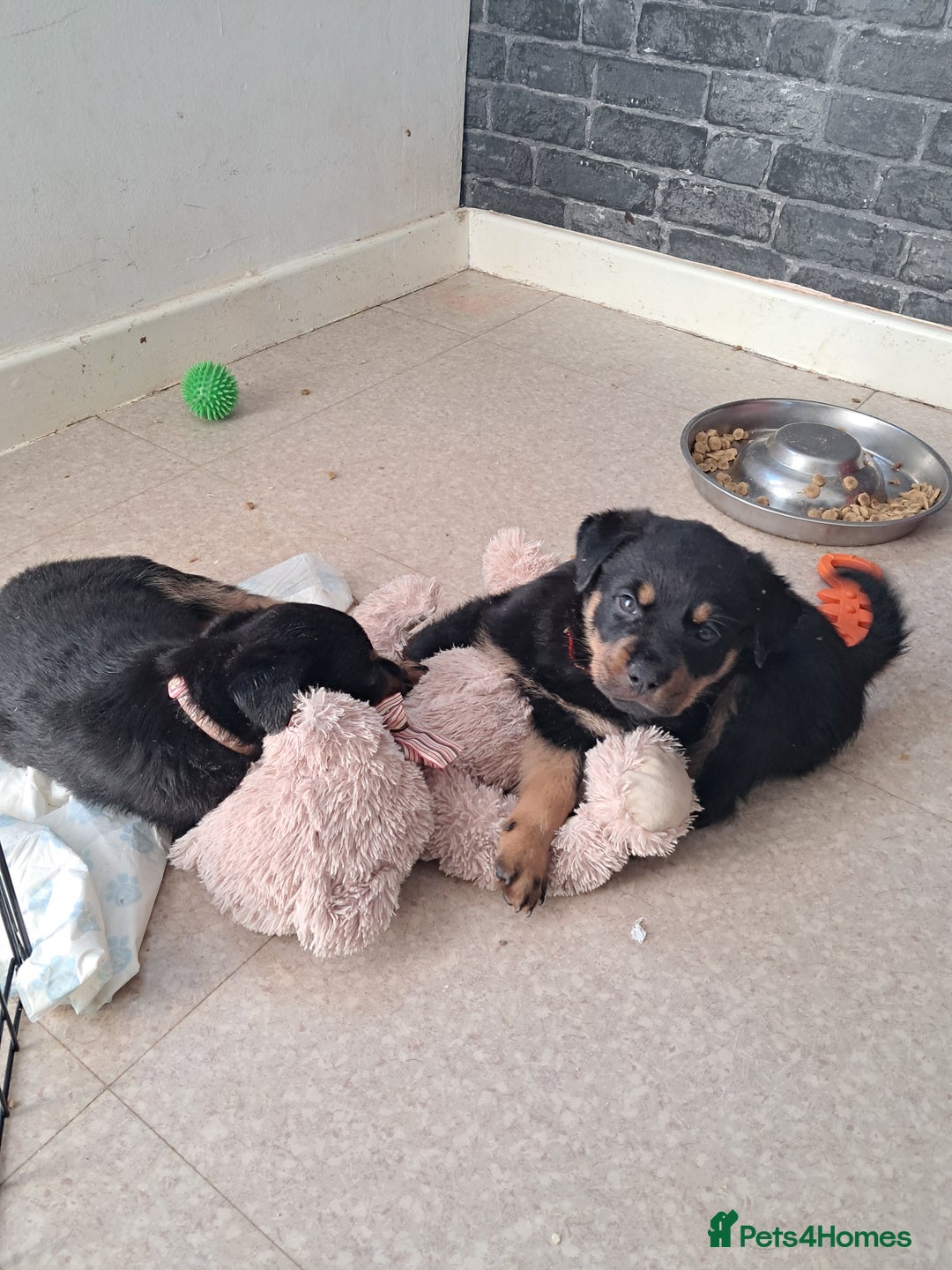 Rottweiler dogs for sale: Rottweiler puppies - Image 2