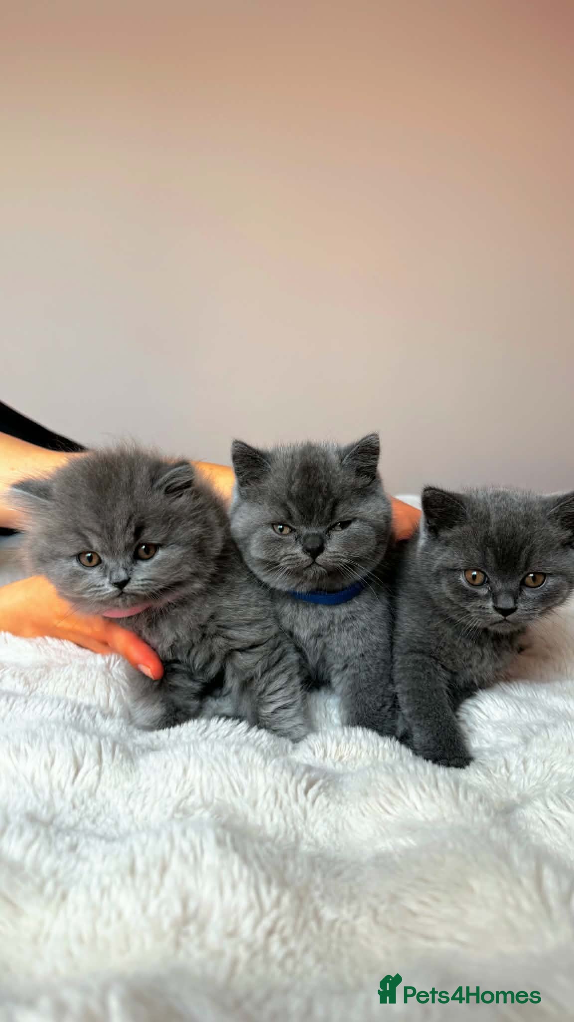 British Shorthair cats Beautiful British Shorthair and Longhair Kittens  - Advert 5