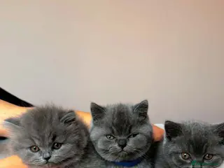 British Shorthair cats Beautiful British Shorthair and Longhair Kittens - Advert 2