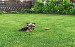 Yorkshire Terrier dogs for sale: Pedigree Yorkshire Terrier Puppies - Advert 13