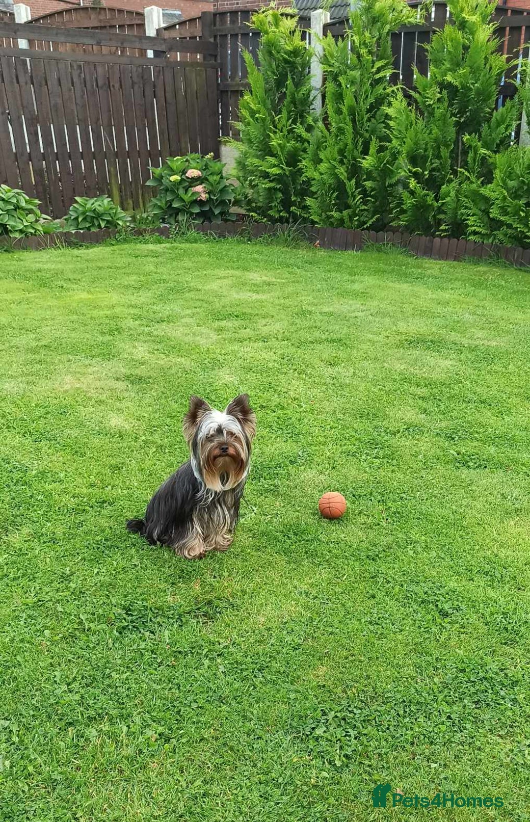 Yorkshire Terrier dogs for sale: Pedigree Yorkshire Terrier Puppies - Advert 13