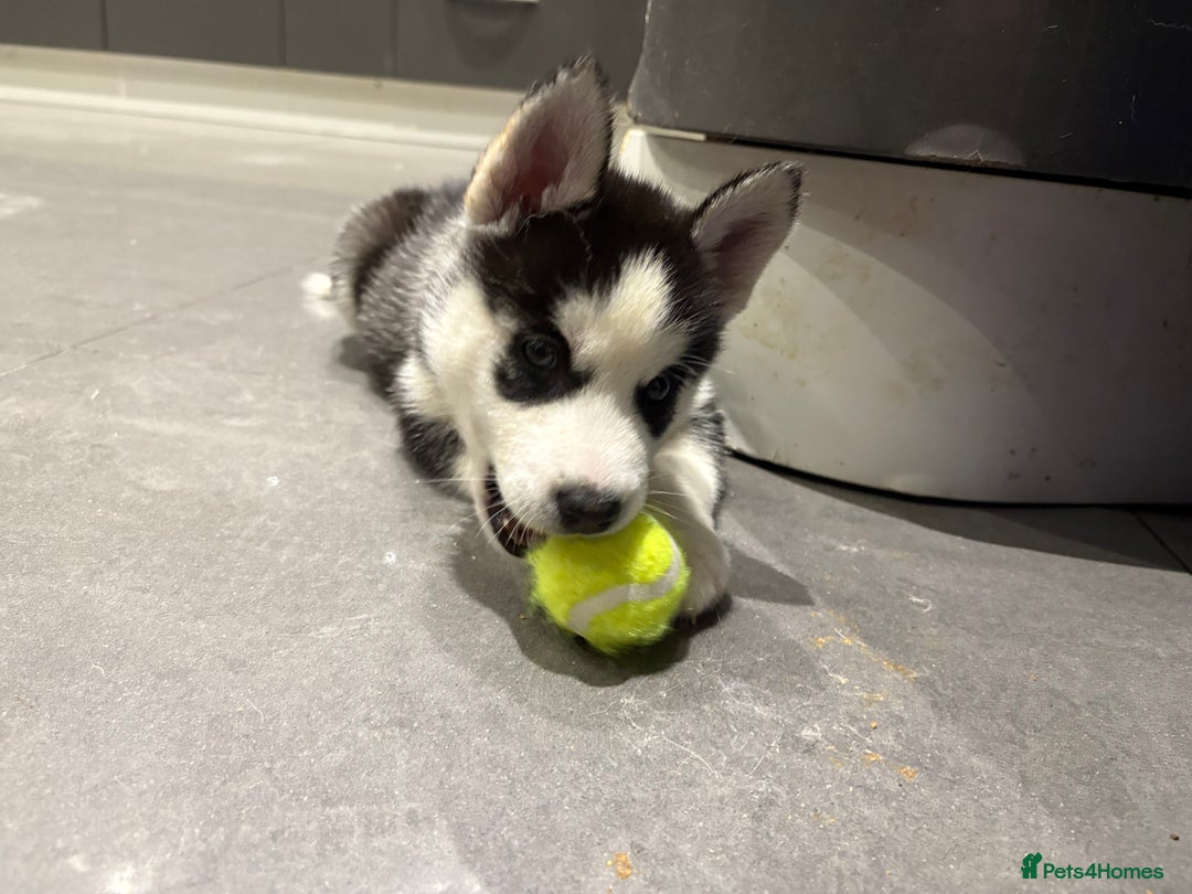 Siberian Husky dogs for sale: Siberian huskies 4 girls and 1 boy - Advert 4