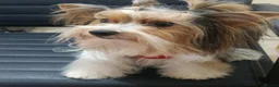 Yorkshire Terrier dogs for sale: Yorkshire terrier Biewer Girl in Hull - Advert 3