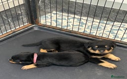 Rottweiler dogs for sale: Kc Registered Rottwiler Puppies  - Image 3