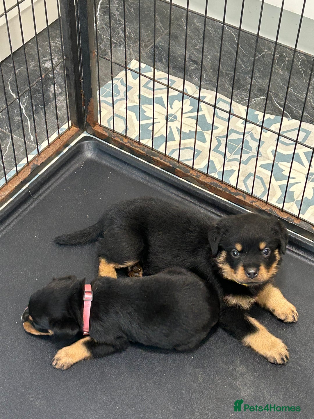 Rottweiler dogs for sale: Kc Registered Rottwiler Puppies  - Image 3