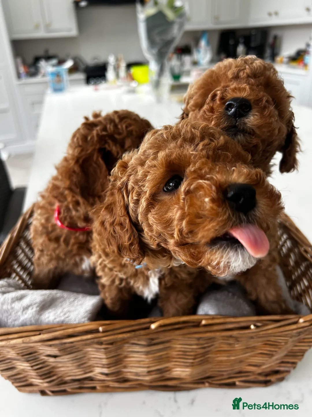 Toy Poodle dogs for sale: KC. Reg. Red Toy poodles x3 - Advert 20