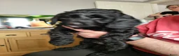Cockapoo dogs for sale: Gorgeous cockapoo boys  - Advert 8