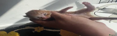 Mixed Breed Kitten 4